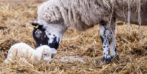 New Life at the Farm