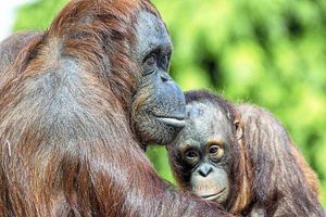 Supporting image for story: Dudley Zoo orangutans in charity calendar