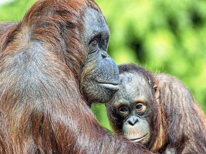 Supporting image for story: Dudley Zoo orangutans in charity calendar