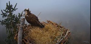 The osprey has returned to her nest in Llyn Clywedog