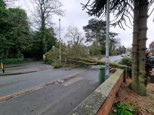 A tree fell in Penn Road, Wolverhampton. Photo: Antony Cleaver