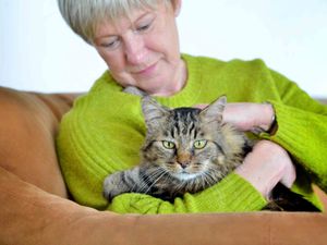 Supporting image for story: Ludlow owners shocked as cat Oscar found with 45 shotgun pellets scattered all over his body