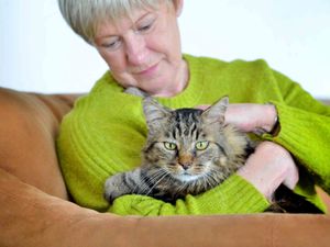Supporting image for story: Ludlow owners shocked as cat Oscar found with 45 shotgun pellets scattered all over his body