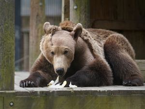 Brown bear Boki in his enclosure at Wildwood Trust in Kent after waking from semi-hibernation