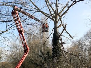 Supporting image for story: 'Dangerous' storm-damaged tree had to be cut back to avoid heavy branches falling