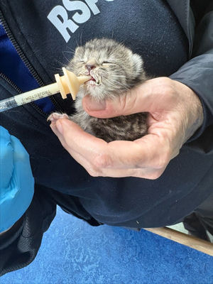 Three young kittens have been rescued by the RSPCA