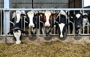 Dairy cows at the Arla innovation farm visited by MPs on the NFU's Food and Farming Fellowship Scheme  