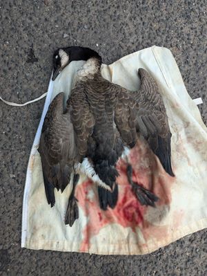 The goose later died after it was rescued by officers at the RSPCA