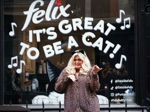 Supporting image for story: Gemma Collins helps launch London cafe encouraging people to be more like cats
