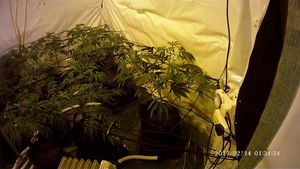 Cannabis plants were growing behind false walls