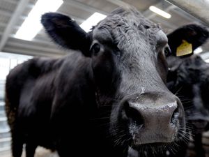 Supporting image for story: Livestock worker kicked cow 14 times at Shrewsbury slaughterhouse