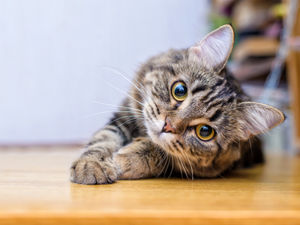 Supporting image for story: LETTER: Please help end this cruelty to our animals