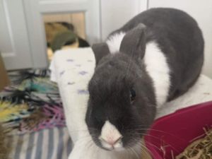 Supporting image for story: Surge in number of rabbits being abandoned or given up by West Midlands households