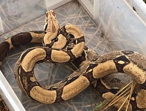 The snake was found in a field near Baschurch five days after another boa constrictor was discovered. Photo: Andy Bucknall