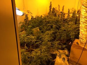 Supporting image for story: Arrest after 100 cannabis plants worth £60,000 found during Telford drugs raid