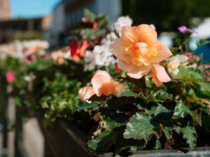 Supporting image for story: Flower-trashing yobs wreck planters in Shrewsbury
