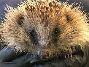 Supporting image for story: Shropshire wildlife rescue centre desperate for support during coronavirus pandemic 