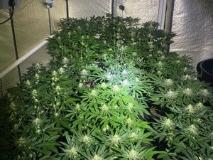 Supporting image for story: More than 200 cannabis plants seized and one arrested in Wellington drugs raid