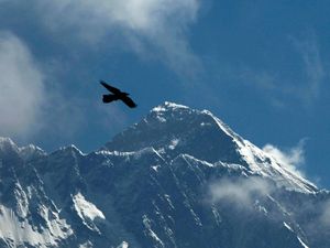 A bird flies in the backdrop of Mount Everest