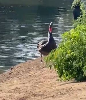 The black swan which has been seen near Shrewsbury's English Bridge.