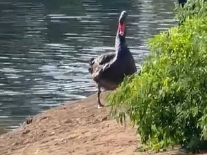 Supporting image for story: Watch: The rare black swan seen making Shrewsbury its new home