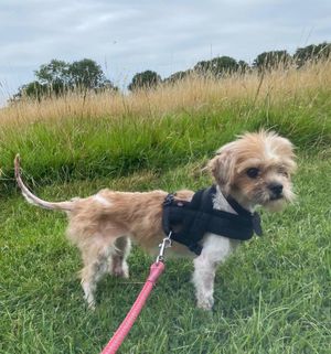 The dog has been named 'Roo' by RSPCA staff. Photo: RSPCA