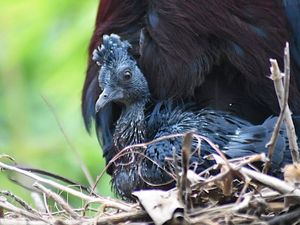 Supporting image for story: Rare bird hatches at Dudley Zoo
