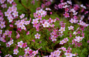 Some of the blooms at the Goldstone Hall gardens