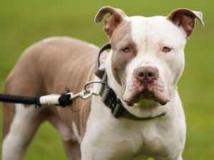 Supporting image for story: Peter Rhodes on killer dogs, restaurant reviews and the enduring silliness of the NHS