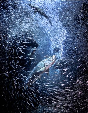 Wildlife Photographer of the Year Exhibition. Liquid Silver by Ellen Cuylaerts.