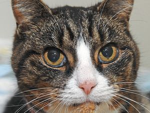 Supporting image for story: Peter Rhodes on flying bishops, dodgy dogs and the ghosts of moggies past