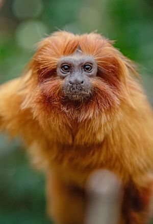 Golden lion tamarins George and Leaf make their debuts at Chester Zoo.