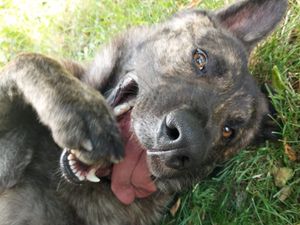 Supporting image for story: Police dog ends high speed pursuit which saw criminal drive on two wheels after stinger deployed