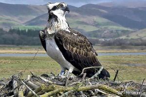 Supporting image for story: Magnificent Seren swoops back to Dyfi Osprey centre