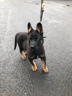 Trainee Police Dog Rebel. Photo: West Mercia Police Dogs.