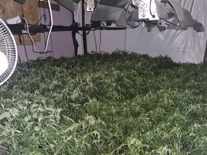 Supporting image for story: Man arrested after more than 1,000 plants seized from Tipton cannabis farm