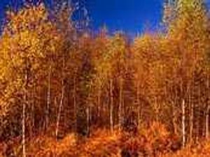 Supporting image for story: Trees baring all in winter