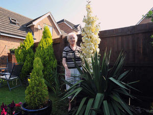 Supporting image for story: Telford woman's mystery plant blooms after 15 years