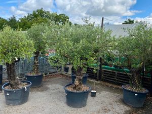 Supporting image for story: Warning over snakes slipping into northern Europe in imported flowers and plants