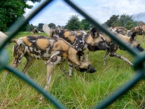 Supporting image for story: West Midland Safari Park monitoring Storm Dennis warnings after wild dog killings
