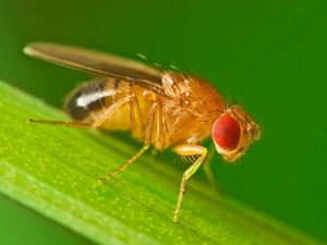Supporting image for story: Male fruit flies love to ejaculate – and they’ll turn to booze if they can’t