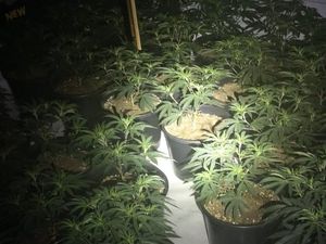 Supporting image for story: Boy, 15, arrested after cannabis factory found in Willenhall