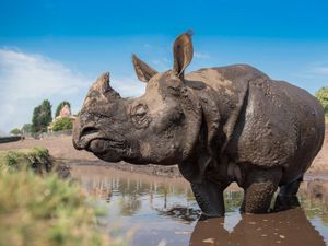 Supporting image for story: Rap the Rhino celebrates birthday at West Midland Safari Park
