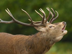 Supporting image for story: How animal sounds could ‘help shed light on mysteries of human speech’