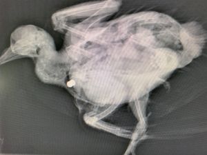 Supporting image for story: Pigeon put down after being shot by air rifle in Dudley