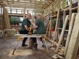 Supporting image for story: Gentleshaw Wildlife Centre rising from ashes as new mate found for meerkat