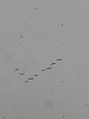 Birds in the snow by Stephanie Lowe