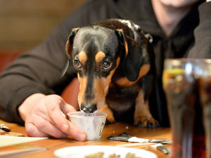 Supporting image for story: Sausage dog 'pup up' cafe opens up in Stafford