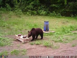 Supporting image for story: Brown bear enjoys trip to Lithuanian capital before returning to forest