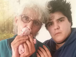 Supporting image for story: Telford woman's horror as heating pad fire kills four of her kittens